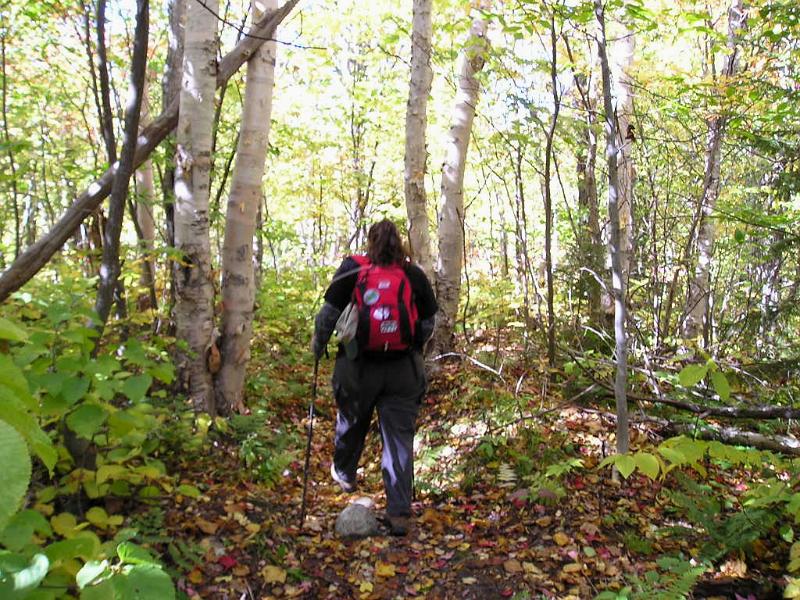 Eastman (34).JPG - Much of the hike was through a beautiful birch forest full of bright yellow leaves.